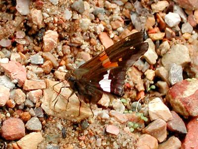 Silver Spotted Skipper