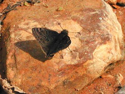 Juvenal's Duskywing
