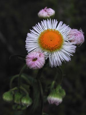 Daisy Fleabane