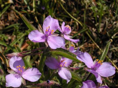 u25/nomantra/medium/15137800.Spiderwort.jpg