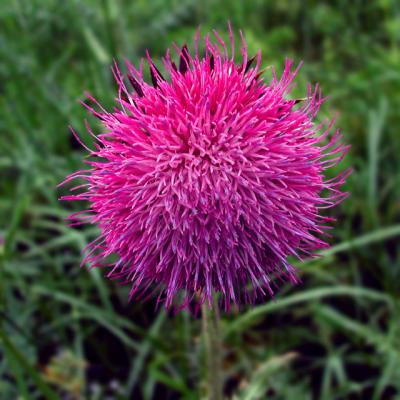 Thistle