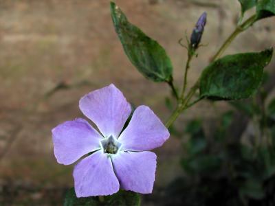 Periwinkle
