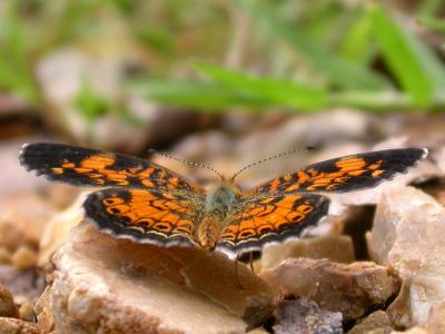 Pearl Crescent. Male