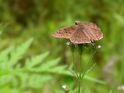 Zarucco Duskywing