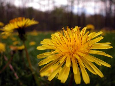 another dandelion