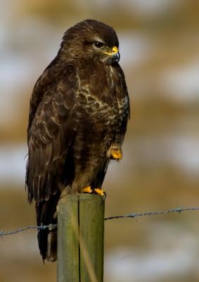 Common Buzzard