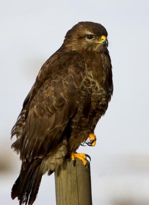 Common Buzzard