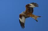 Red Kite