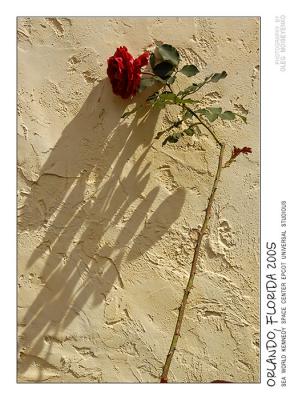 Shadows on The Name of the Rose *