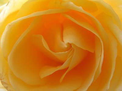 Yellow Rose 3.jpg