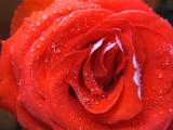 Red Rose 2.jpg