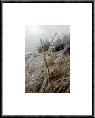 frozen_field_DSC_9142.jpg