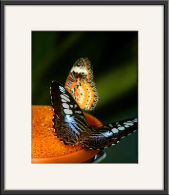 Butterflies_0640.jpg