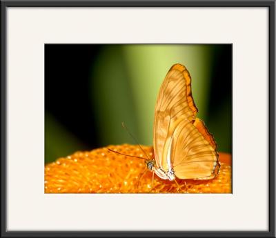 Butterfly_0550.jpg