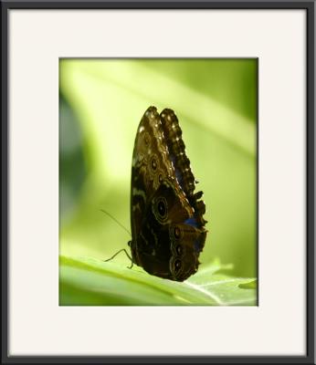 Butterfly_0664.jpg