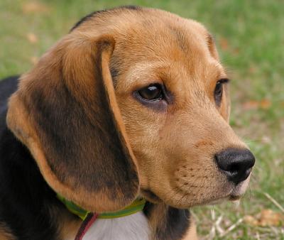 Beagle Puppyby:MarietteFirst Place