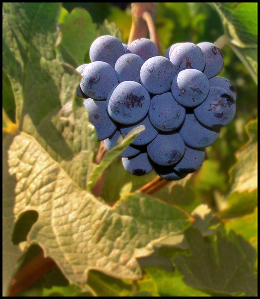 Napa Grapes