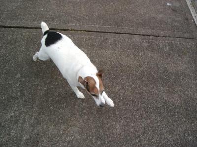 The good old race dog!