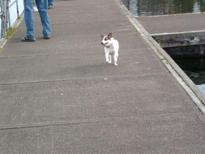 Wassup Dawg?