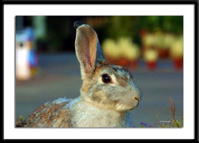 Rabbit.jpg