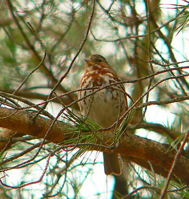 Fox Sparrow on Breckenridge Rd.