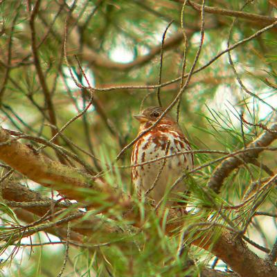 Fox Sparrow on Breckenridge Rd.