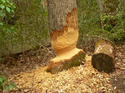 Beaver's work along the South Valley Trail