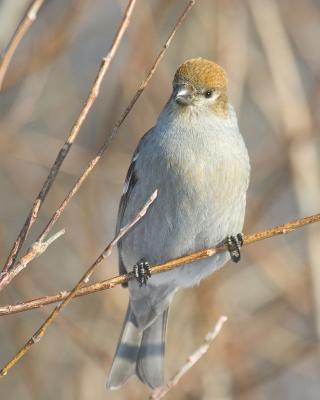 Pine Grosbeak female