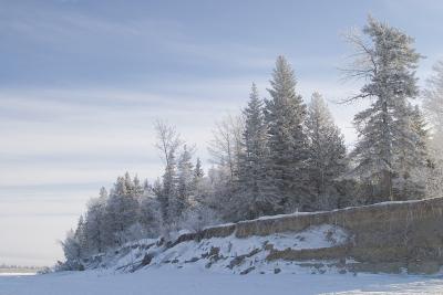 Trees on Charles Island - note clay layer in bank