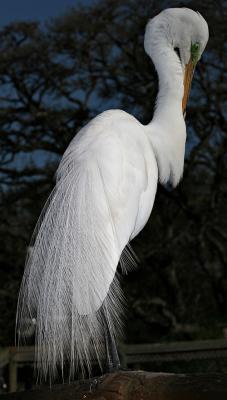 egret100mm.jpg