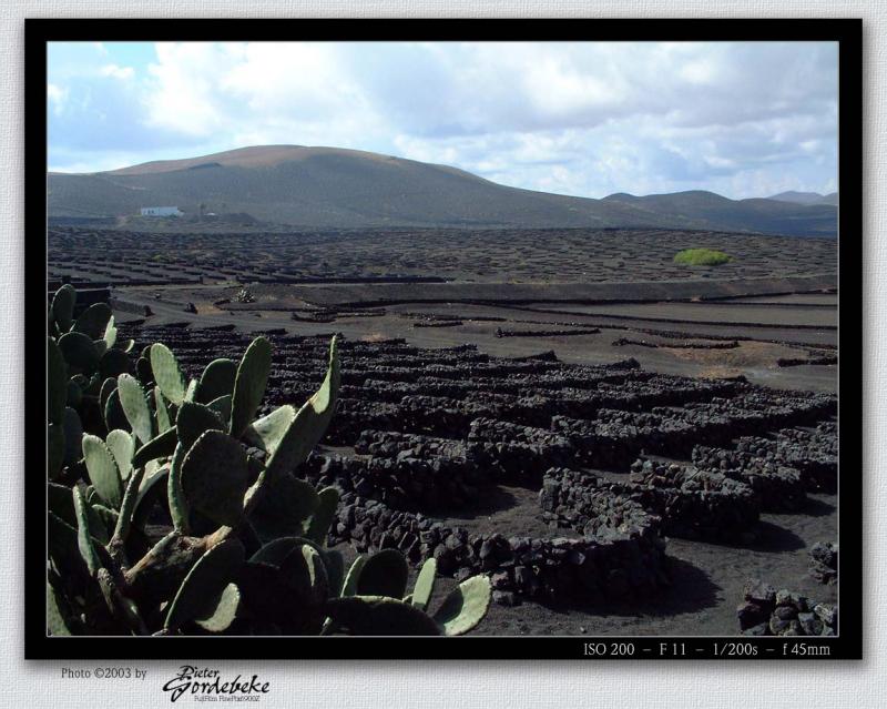 La Geria, one big vineyard