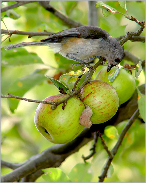 Titmouse