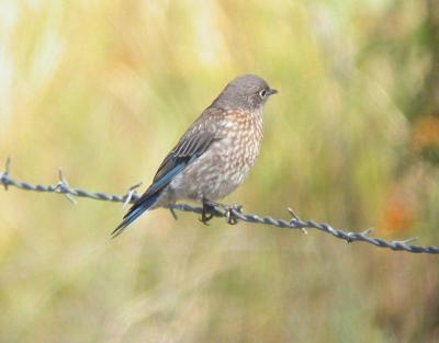 u25/photon180/medium/31573433.JuvenileWesternBluebird07041j.jpg