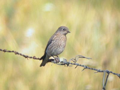 Western Bluebird Juvenile 0704-2j Umtanum Road