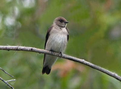 Rough Winged Swallow 0604-2j  Hardy canyon