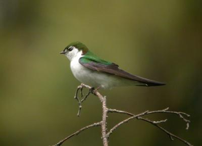 Violet Green Swallow 0504-1j  Tieton River