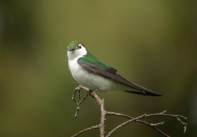 Violet Green Swallow 0504-2j  Tieon River