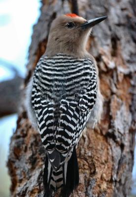 Gila Woodpecker  0205-1j  Tucson