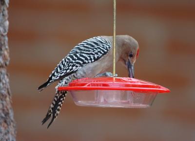 Gila Woodpecker  0205-2j  Tucson