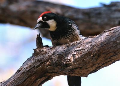 u25/photon180/medium/40689647.AcornWoodpecker02051j.jpg