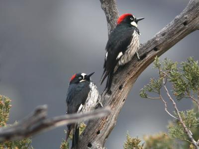 u25/photon180/medium/40689648.AcornWoodpeckerPair02053j.jpg
