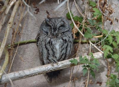 Western Screech Owl  0205-1j  Desert Museum, AZ
