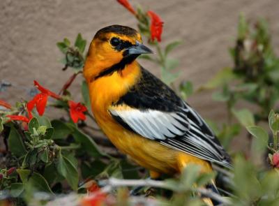 Bullocks Oriole 0205-2j  Tucson