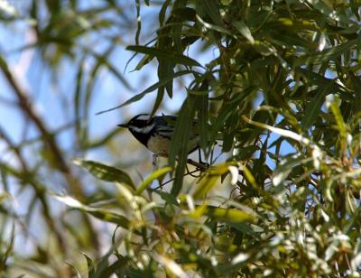Black-throated Gray Warbler  0205-1j  Tucson