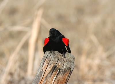 Redwing Display 0205-4j  Kittitas Valley