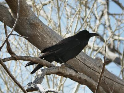 Chihuahuan Raven 0205-2j  Sonoita Creek, AZ