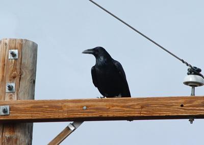 Common Raven 0205-1j  Kittitas Valley