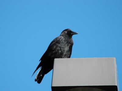 American Crow 1004-1j  Spokane