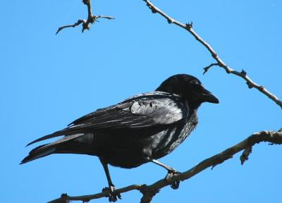 American Crow 1004-3j  Spokane