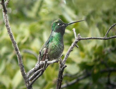 Magnificent Hummingbird Male 0205-2j Madera Canyon, AZ